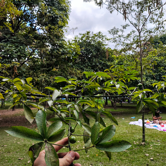 Paineira das pedras (Ceiba erianthos) Folhas da paineira-das-pedras.