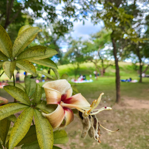 Paineira das pedras (Ceiba erianthos) Flor da paineira-das-pedras.