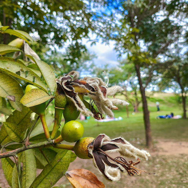 Paineira das pedras (Ceiba erianthos) Flor velha e fruto da paineira-das-pedras.