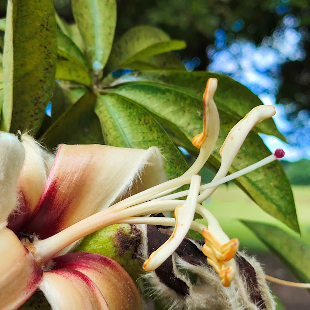 Verticilos reprodutivos da flor da paineira-das-pedras.