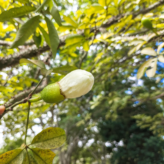 Botão floral da paineira-das-pedras.