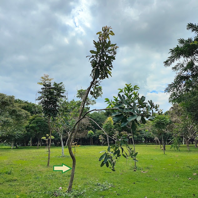 Arvoreta de ipê-caraíba.