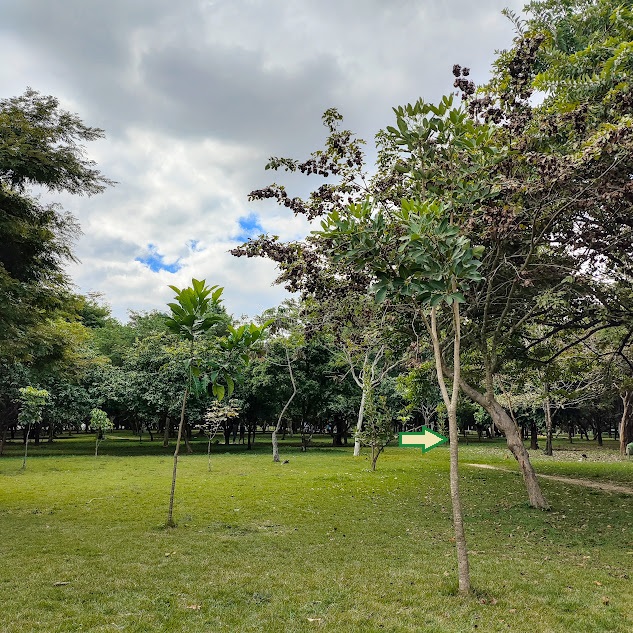 Arvoreta de ipê-caraíba.
