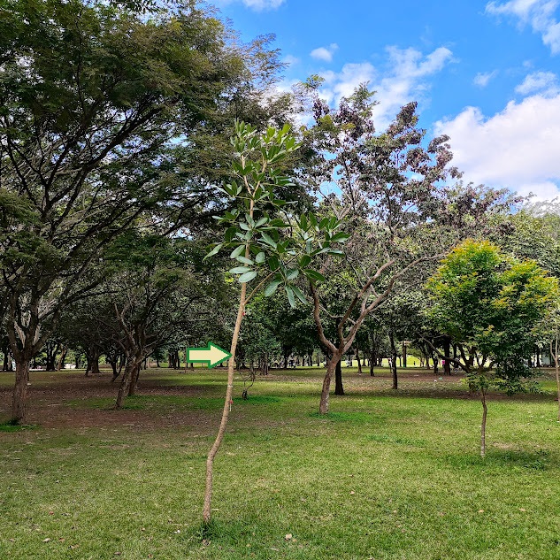 Arvoreta de ipê-caraíba.
