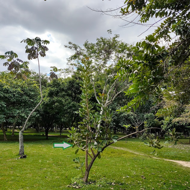 Arvoreta de ipê-caraíba.
