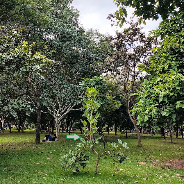 Arvoreta de ipê-caraíba.