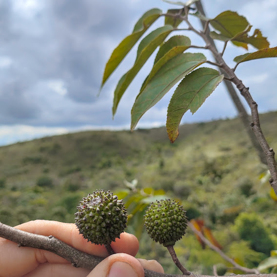 Mutamba (Guazuma ulmifolia) Fruto da mutamba.
