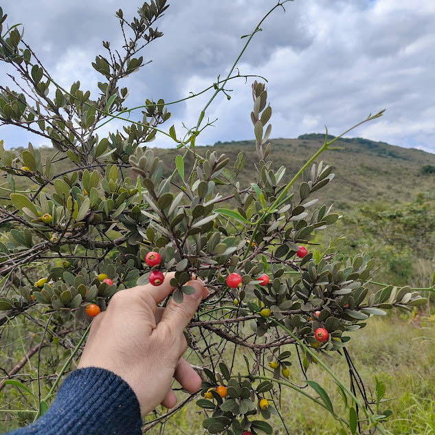 Parte da copa da pitanguinha-do-cerrado.