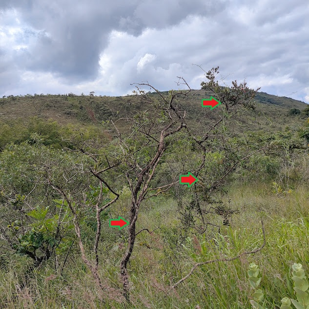 Arvoreta de pitanguinha-do-cerrado.