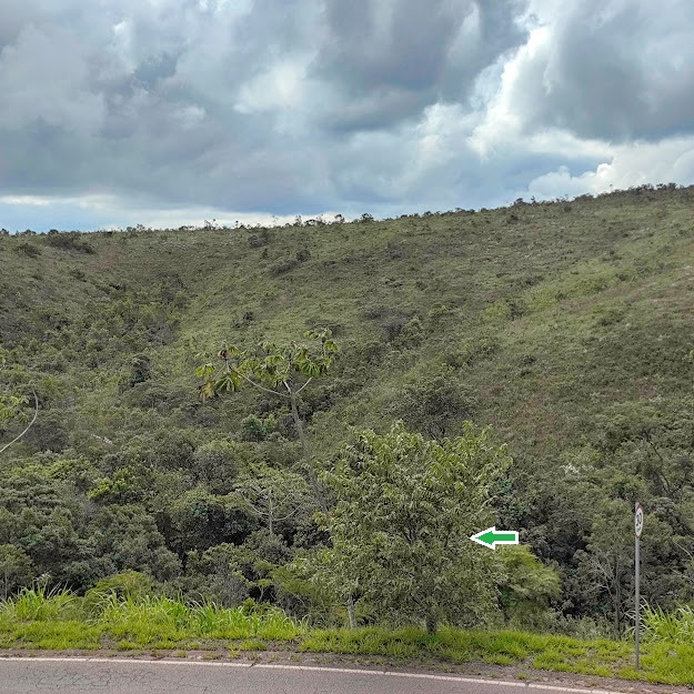 Mutamba (Guazuma ulmifolia) Árvore de mutamba