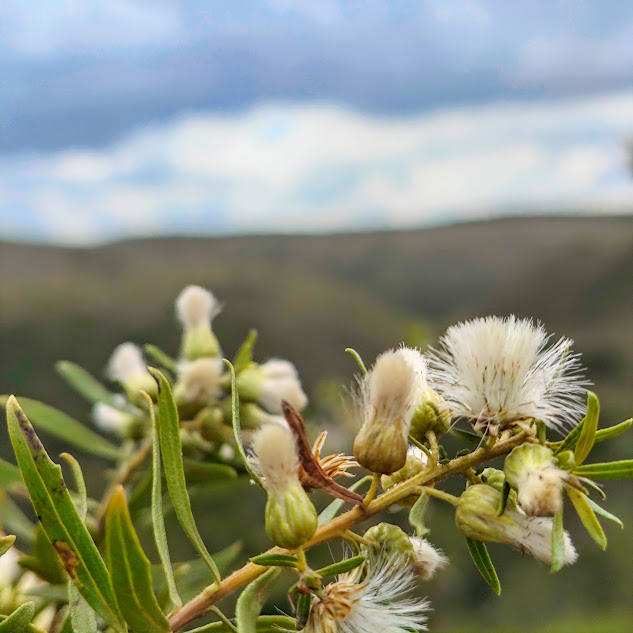 Alecrim do campo (Baccharis dracunculifolia) Frutos do alecrim-do-campo.