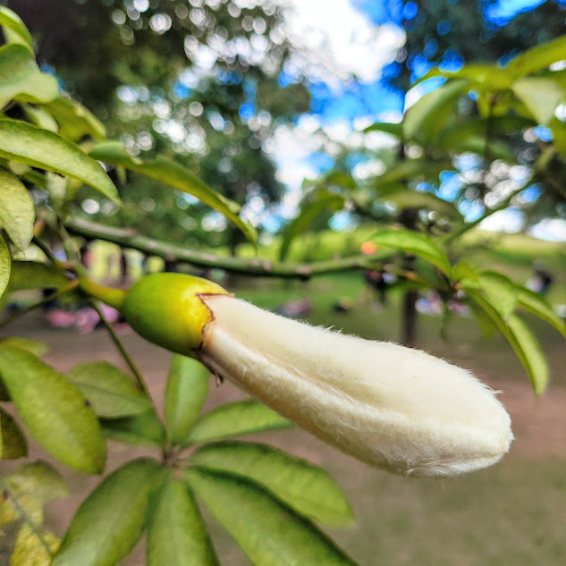 Botão floral da paineira-das-pedras.