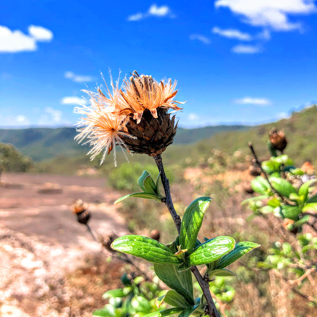 Inflorescência da flor-candelabro.