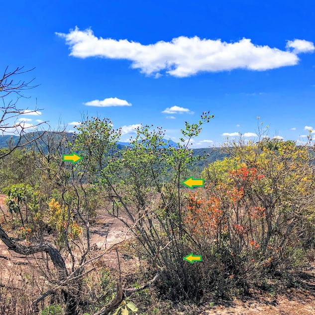 Arbusto de flor-candelabro.