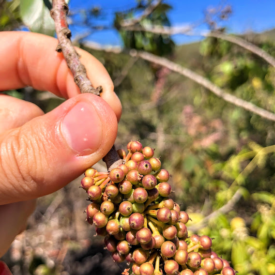 Pororoca (Myrsine guianensis) Frutos da pororoca.