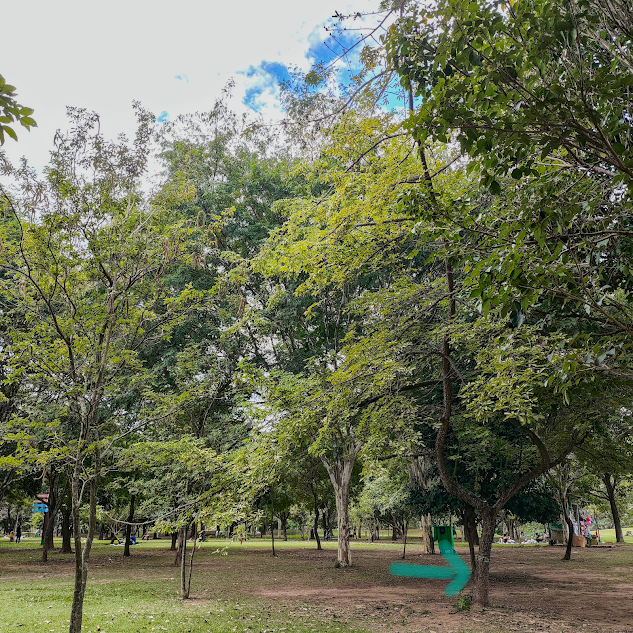 Paineira das pedras (Ceiba erianthos) Árvore de paineira-das-pedras.