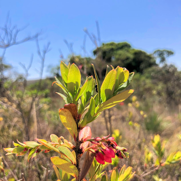 Folhas e botões florais da camarinha.