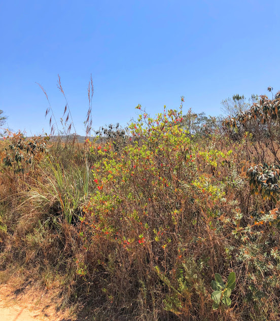 Arbusto de camarinha florido.