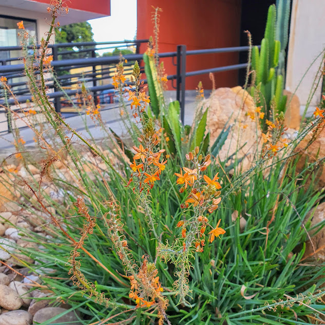 Cebolinha de jardim (Bulbine frutescens) Folhas e inflorescências da cebolinha-de-jardim.