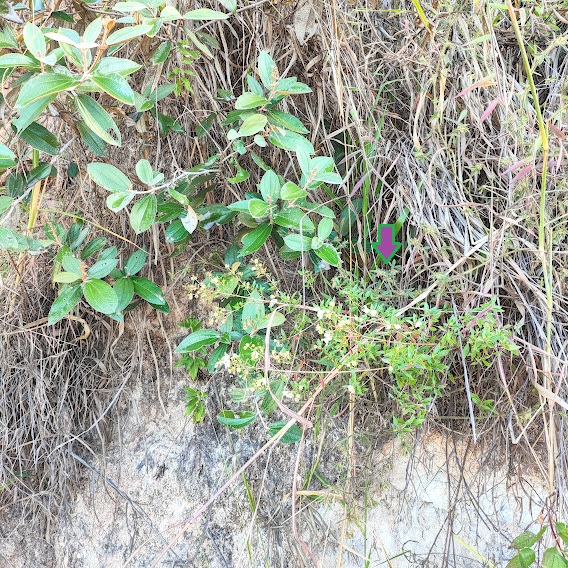 Diplusodon virgatus Arbusto de Diplusodon virgatus em barranco.