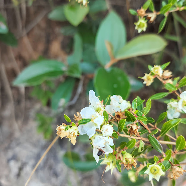 Folhas e flores de Diplusodon virgatus.