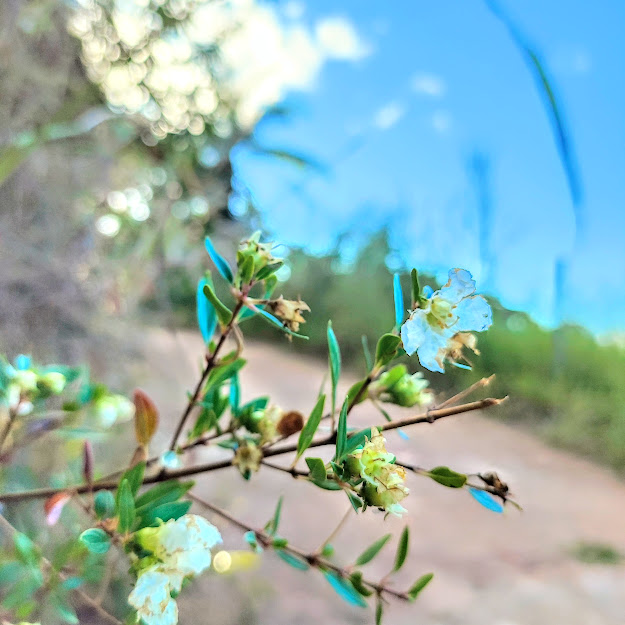 Flores de Diplusodon virgatus.