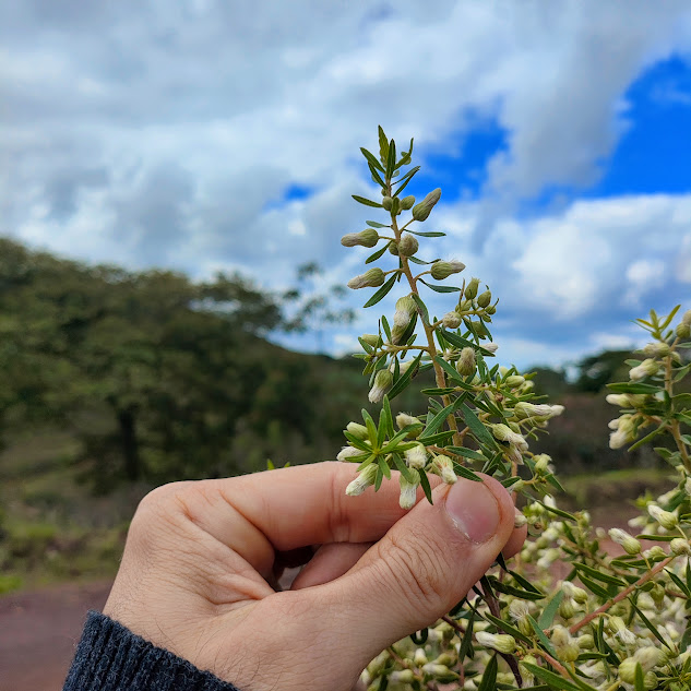 Folhas e flores do alecrim-do-campo