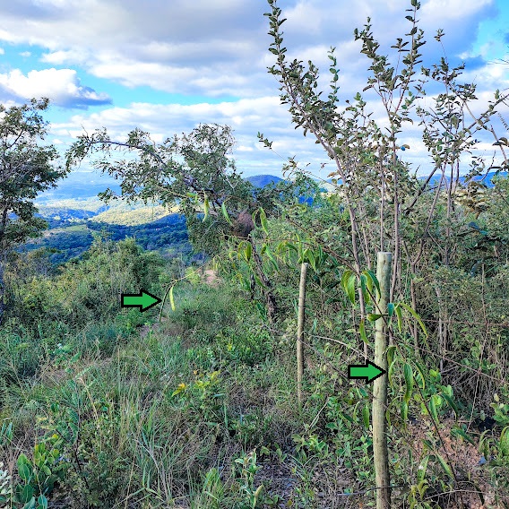 Cipó rosa (Cuspidaria pulchra) Cipó-rosa em área de cerrado.