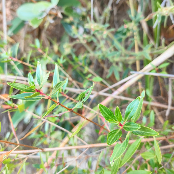 Diplusodon virgatus Folhas de Diplusodon virgatus.