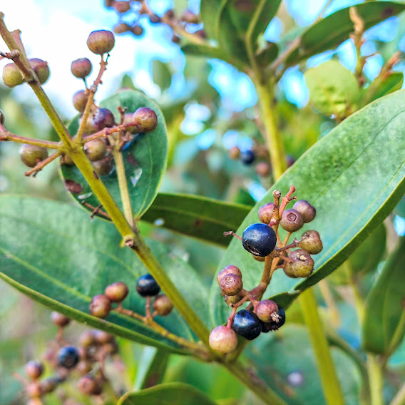 Jacatirão (Miconia ligustroides) Frutos do jacatirão.