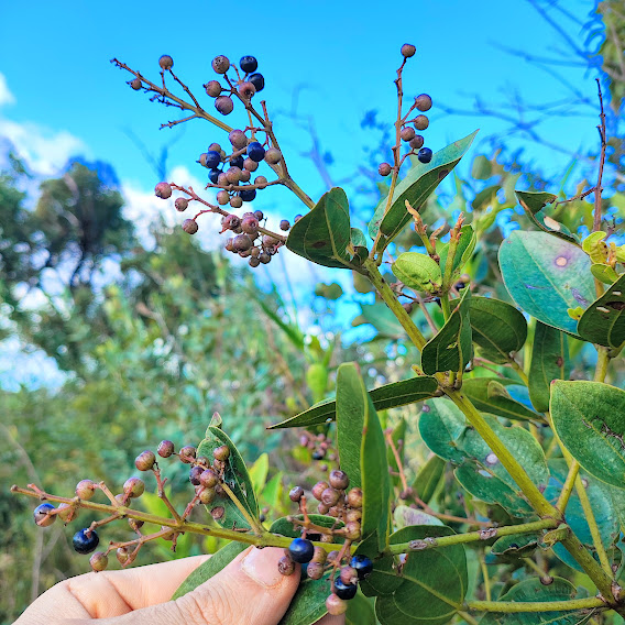 Jacatirão (Miconia ligustroides) Folhas e frutos do jacatirão.