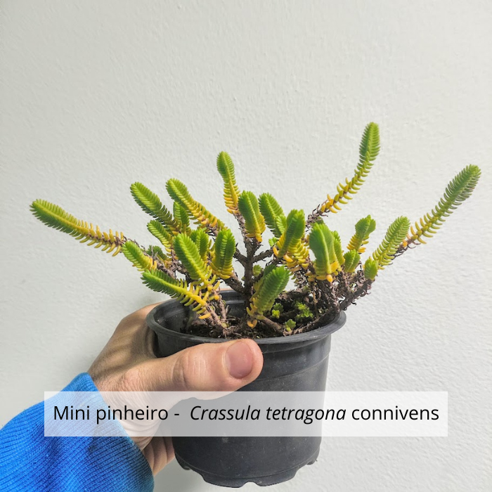 Mini-pinheiro em vaso.