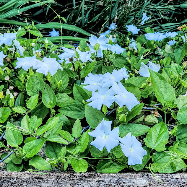 Tumbérgia branca (Thunbergia fragans) Folhas e flores da tumbérgia-branca.