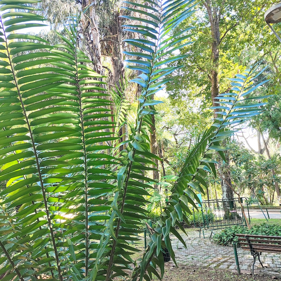 Folhagem do sagu-de-espinho.