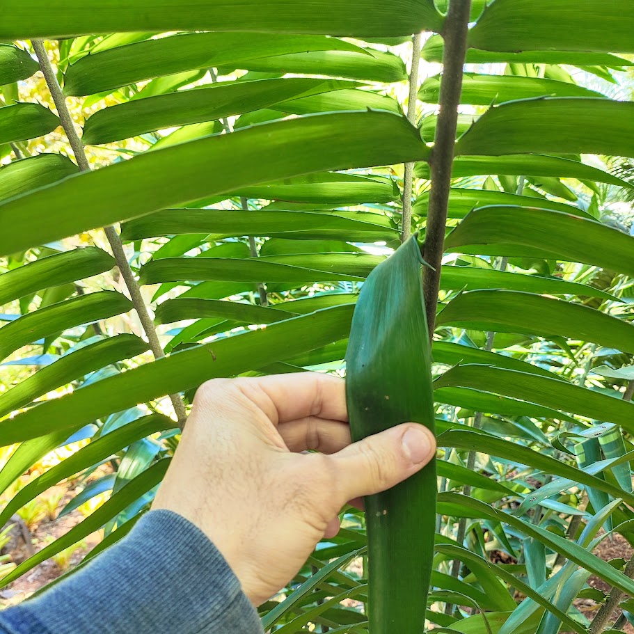Folhas do sagu-de-espinho.