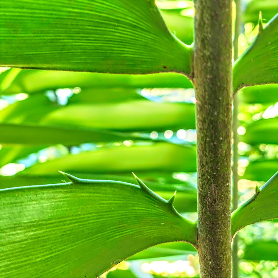 Espinhos do sagu-de-espinho.