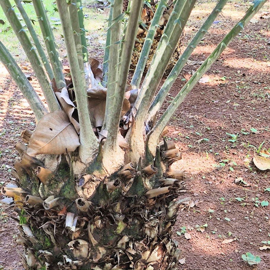 Caule do sagu-de-espinho.