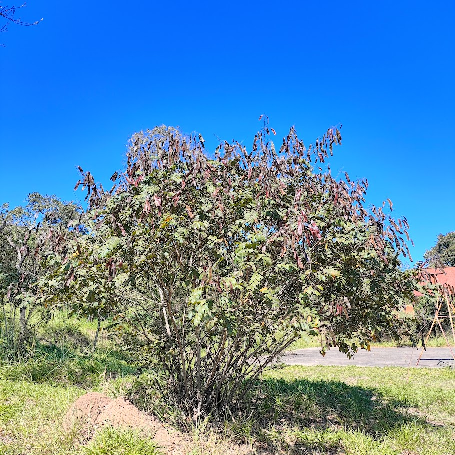Fedegoso cheio de frutos.