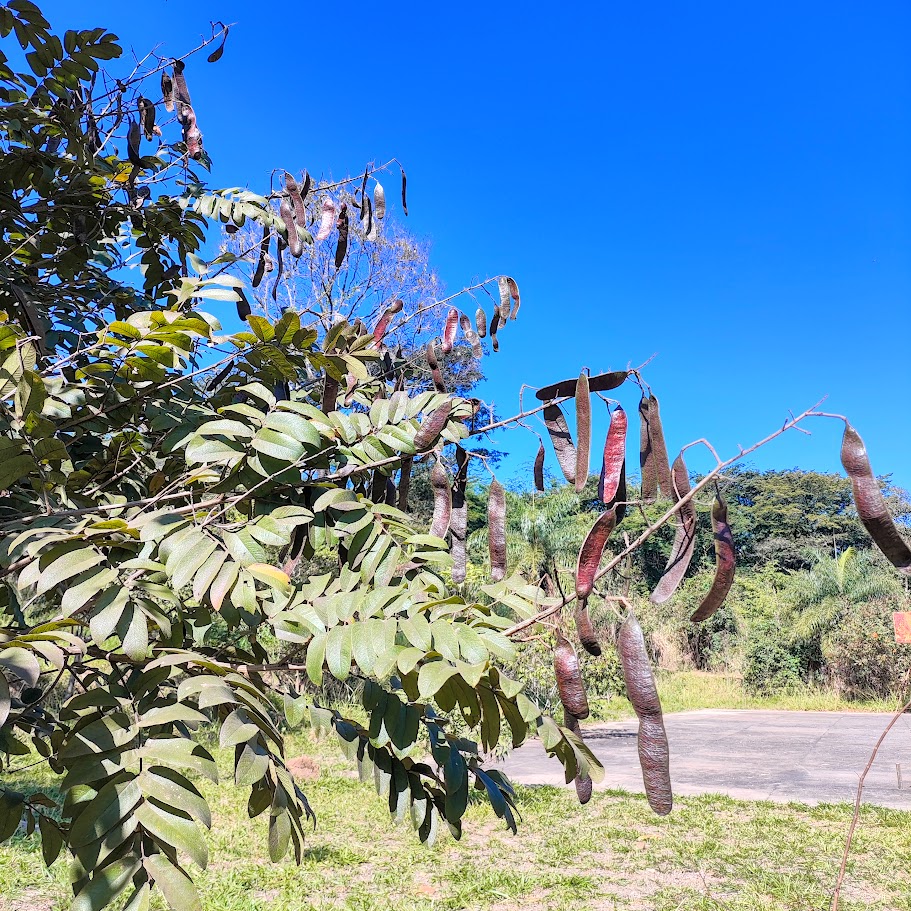 Fedegoso (Senna silvestris)