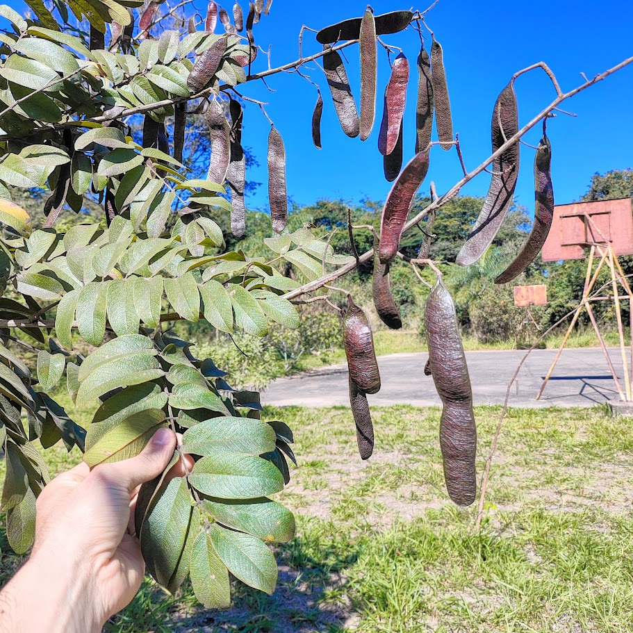 Fedegoso (Senna silvestris)