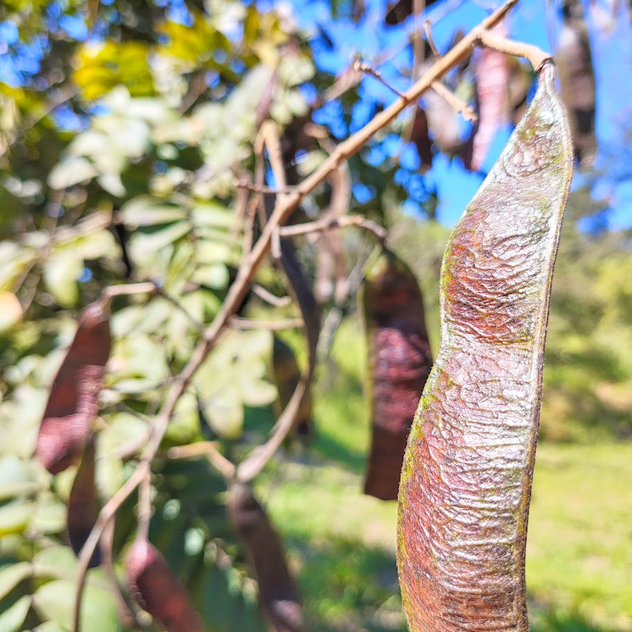 Fedegoso (Senna silvestris)