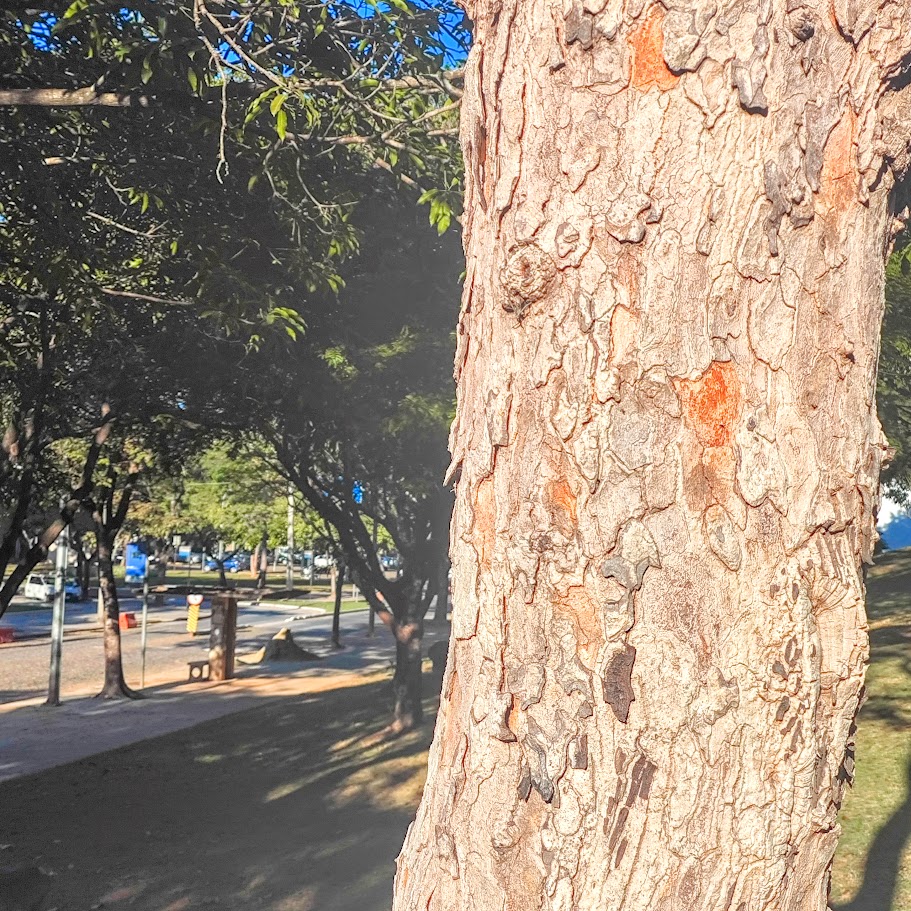 Tronco do vinhático.