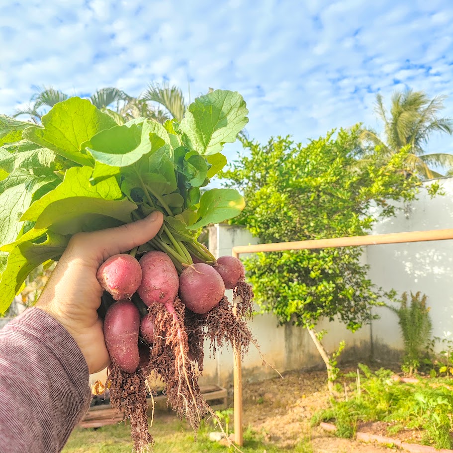 Rabanete (Raphanus sativus) Rabanete colhido em horta.