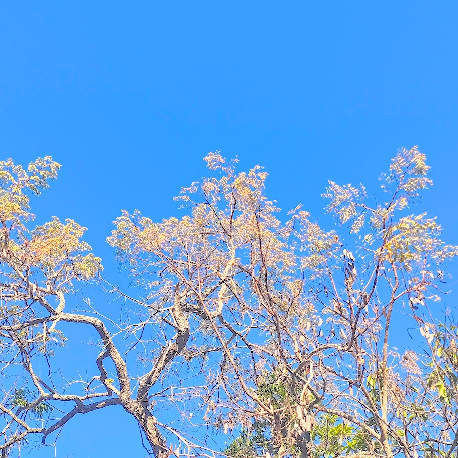 Folhagem do vinhático.