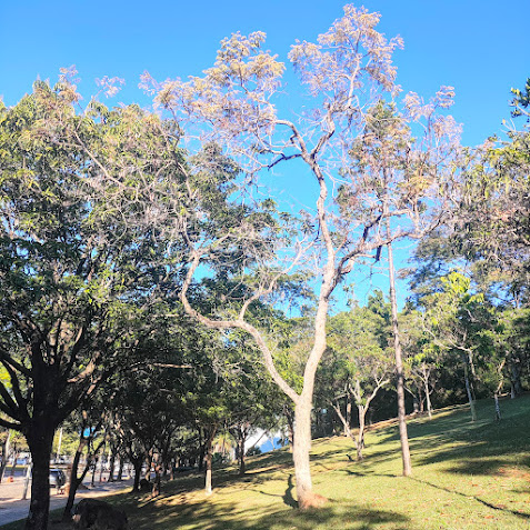 Vinhático com folhagem amarelada muito ornamental durante o inverno na UFMG - BH. 27/06/2025