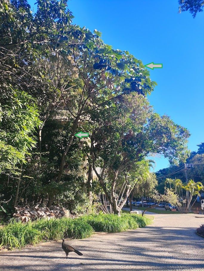 Emabúba-prateada em jardim.