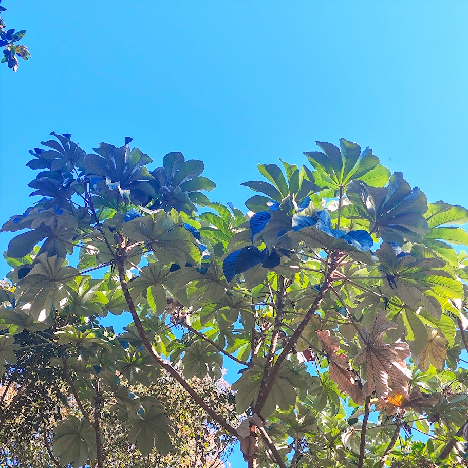 Folhagem e parte da copa da embaúba-prateada.