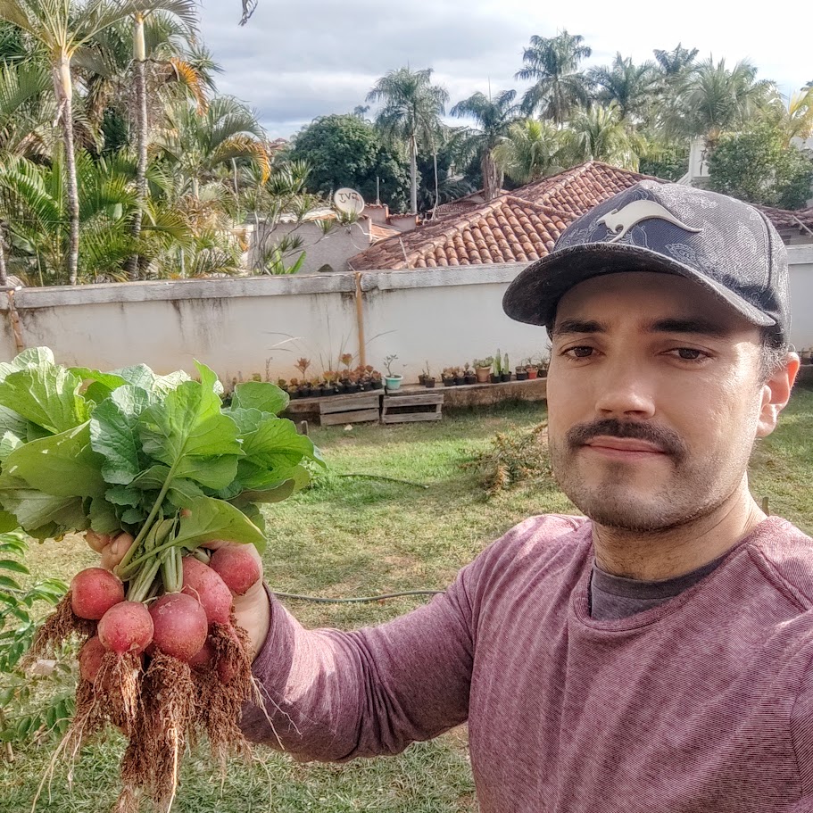 Rabanete colhido em horta.