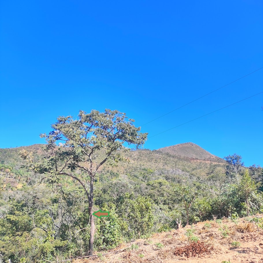 Jacarandá-pardo em borda de floresta ciliar.