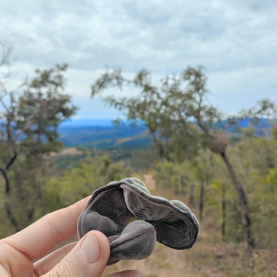 Fruto do angico-de-minas.
